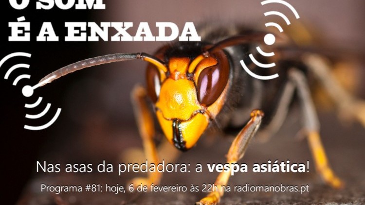 Nas asas da predadora: a vespa-asiática!